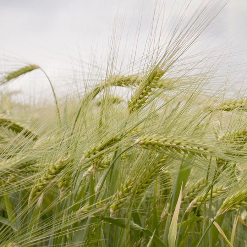 Hofcafe Volker Kornfeld