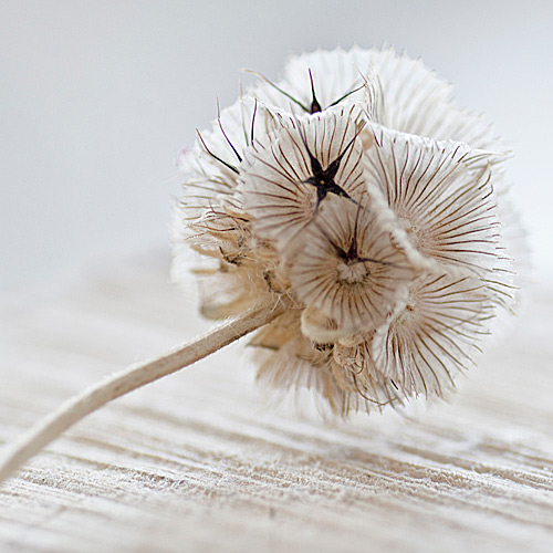 Hofcafe Volker Blumenschmuck